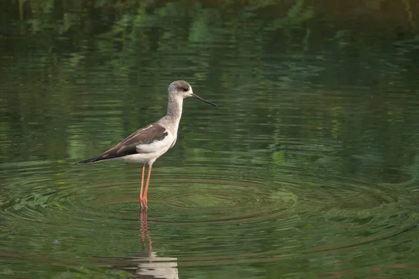 Fekete Szárnyú Stilt Himantopus Himantopus Képe Élelmet Keres Madár Vadállatok — Stock Fotó