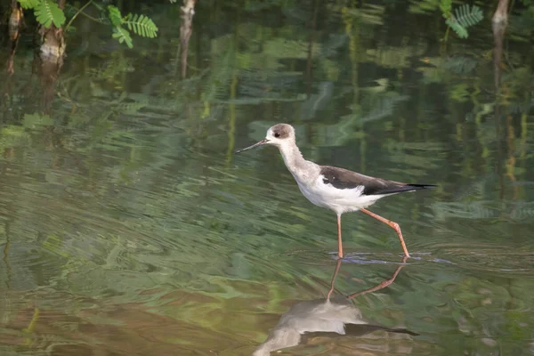 Fekete Szárnyú Stilt Himantopus Himantopus Képe Élelmet Keres Madár Vadállatok — Stock Fotó