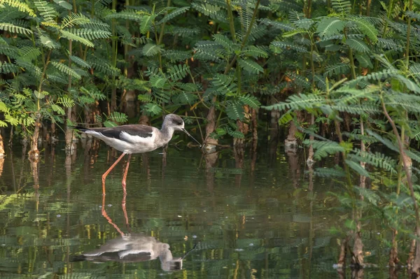 Fekete Szárnyú Stilt Himantopus Himantopus Képe Élelmet Keres Madár Vadállatok — Stock Fotó