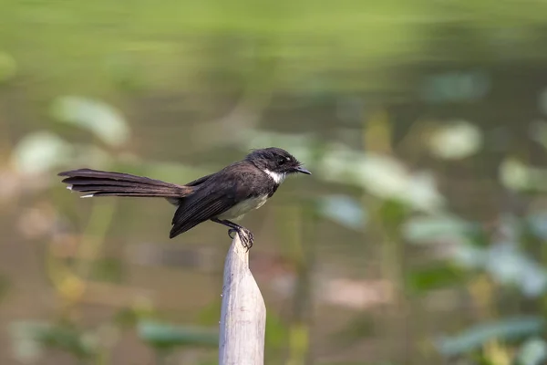 Kép Malajziai Pied Fantail Rhipidura Javanica Ágon Természet Hátterében Madár — Stock Fotó