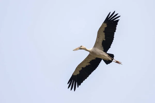 Imagen Una Cigüeña Asiática Anastomus Oscitans Volando Cielo Pájaro Animales — Foto de Stock