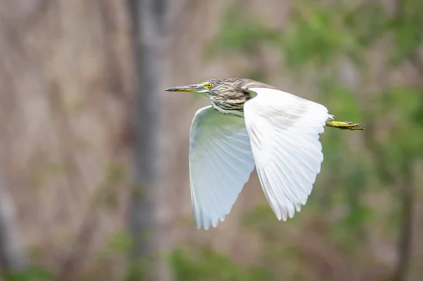 Image Pond Heron Ardeola Flying Nature Background Bird Wild Animals — Stock Photo, Image