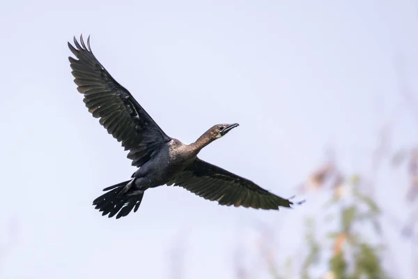 Obraz Cormorant Lub Shag Tle Natury Latający Ptak Zwierzęta — Zdjęcie stockowe