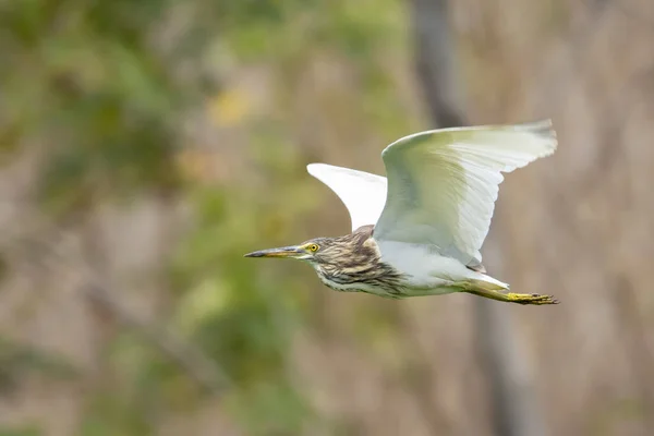 Imagem Uma Garça Lagoa Ardeola Voando Fundo Natureza Pássaro Animais — Fotografia de Stock