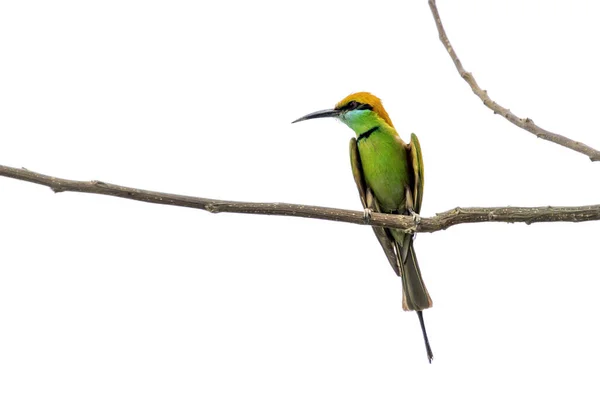 Εικόνα Του Bee Eater Merops Leschenaulti Κεφαλωτές Καστανιές Ένα Κλαδί — Φωτογραφία Αρχείου