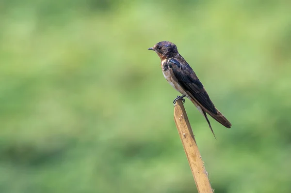 Εικόνα Του Πτηνού Που Καταπίνει Αχυρώνα Hirundo Rustica Ένα Κλαδί — Φωτογραφία Αρχείου