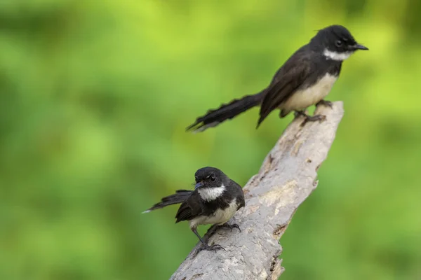 Kép Malajziai Pied Fantail Rhipidura Javanica Ágon Természet Hátterében Madár — Stock Fotó