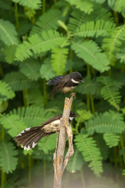 Immagine Malese Pied Fantail Rhipidura Javanica Ramo Sfondo Naturale Uccello — Foto Stock