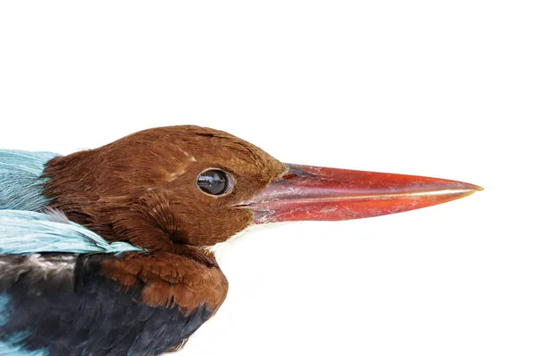 Imagen Pájaro Martín Pescador Garganta Blanca Sobre Fondo Blanco Bird — Foto de Stock