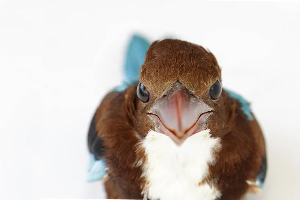 Imagen Pájaro Martín Pescador Garganta Blanca Sobre Fondo Blanco Bird — Foto de Stock