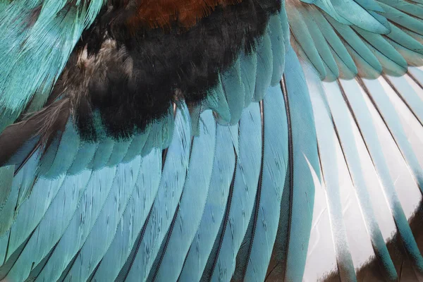 Imagen Alas Martín Pescador Garganta Blanca Sobre Fondo Blanco Bird —  Fotos de Stock