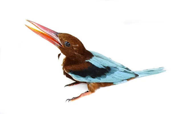 Image White Throated Kingfisher Bird White Background Bird Animal — Stock Photo, Image