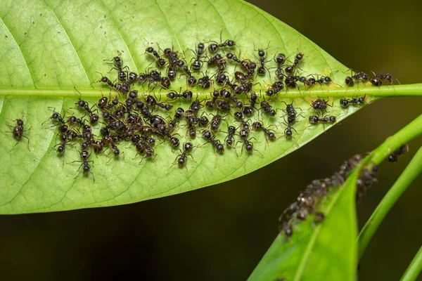 Image of black ant group on the green leaves. Insect. Animal.
