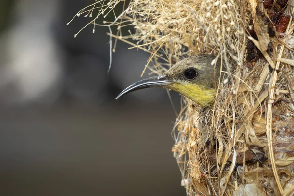Изображение Солнечной Птицы Гнезде Фоне Природы Птаха Животные — стоковое фото