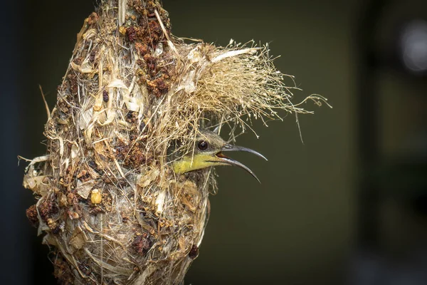 在自然界背景下的鸟巢中的太阳鸟形象 — 图库照片