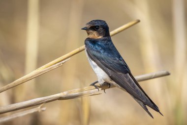 Doğal arka planda (Hirundo rustica) ambar yutan kuşun görüntüsü. Kuş. Hayvan..