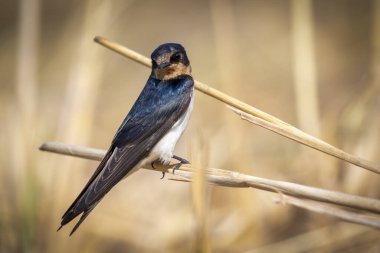 Doğal arka planda (Hirundo rustica) ambar yutan kuşun görüntüsü. Kuş. Hayvan..