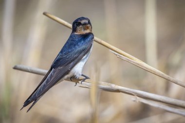 Doğal arka planda (Hirundo rustica) ambar yutan kuşun görüntüsü. Kuş. Hayvan..