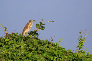 Ağacın üzerinde bir balıkçılın (Ardeola) resmi. Vahşi Hayvanlar.