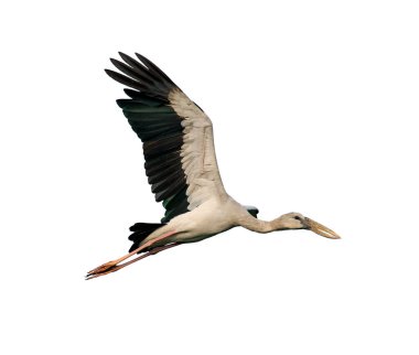 Asya Openbill hisselerinin beyaz arka planda uçuşu. Kuş. Hayvan..