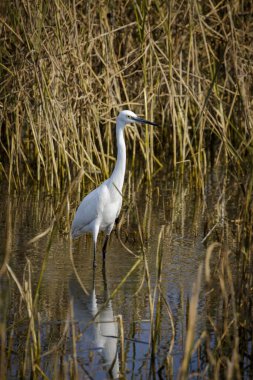 Doğal arka planda Büyük Egret 'in (Ardea alba) resmi. Balıkçıl, Beyaz Kuş, Hayvan.