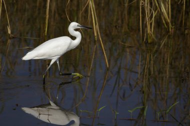 Doğal arka planda Büyük Egret 'in (Ardea alba) resmi. Balıkçıl, Beyaz Kuş, Hayvan.
