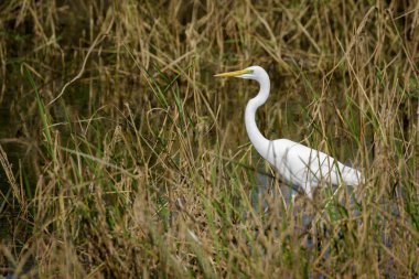 Doğal arka planda Büyük Egret 'in (Ardea alba) resmi. Balıkçıl, Beyaz Kuş, Hayvan.