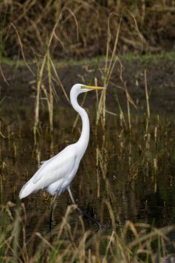 Doğal arka planda Büyük Egret 'in (Ardea alba) resmi. Balıkçıl, Beyaz Kuş, Hayvan.