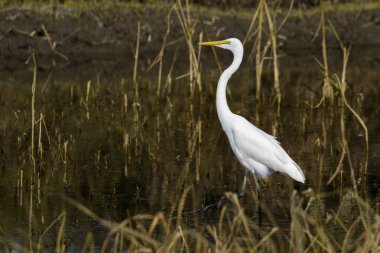 Doğal arka planda Büyük Egret 'in (Ardea alba) resmi. Balıkçıl, Beyaz Kuş, Hayvan.