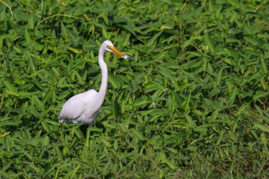 Doğal arka planda balık yiyen Büyük Akbalıkçıl 'ın (Ardea alba) görüntüsü. Balıkçıl, Beyaz Kuş, Hayvan.