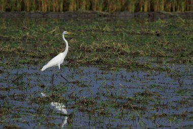 Doğal arka planda Büyük Egret 'in (Ardea alba) resmi. Balıkçıl, Beyaz Kuş, Hayvan.