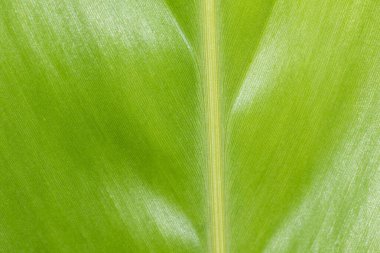 Yeşil yaprağın güzel görüntüsü. Geçmişi. Yeşil yaprak dokusu arka plan. Doğa.