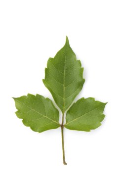 Beyaz arkaplanda yeşil yaprak resmi. Doğa.