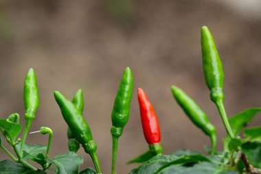 Doğal arka planda yeşil biber ve kırmızı biber resmi. Yiyecek.