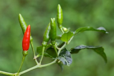 Doğal arka planda yeşil biber ve kırmızı biber resmi. Yiyecek.