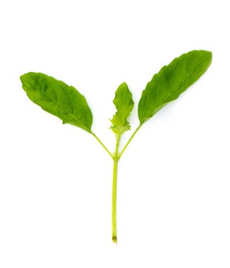 Beyaz arka planda yeşil sıcak fesleğen yaprakları. Doğa.