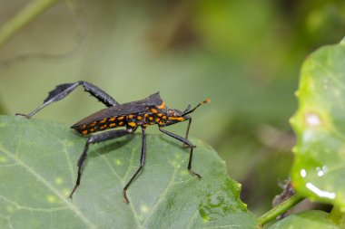 Yeşil bir yaprak üzerinde siyah böcek (hemiptera) resmi. Böcek. Hayvan.