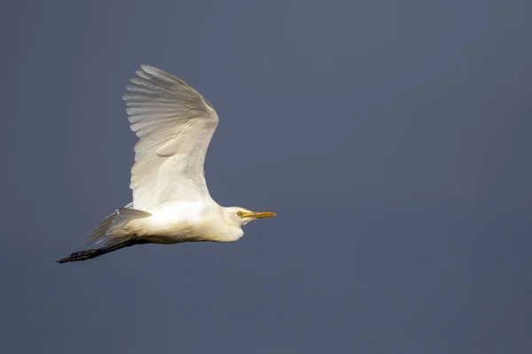 Balıkçıl Bittern Akbalıkçıl Gökyüzünde Uçuşu Beyaz Kuş Hayvan — Stok fotoğraf