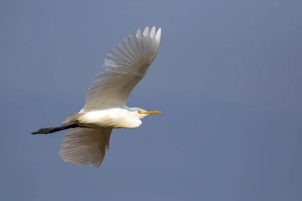 Immagine Airone Amaro Egret Che Vola Cielo Uccello Bianco Animali — Foto Stock