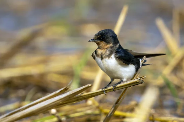 Image of barn swallow bird (Hirundo rustica) on the natural background. Bird. Animal.