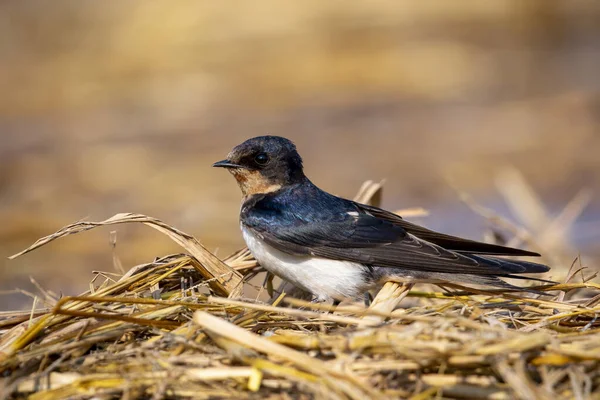 Εικόνα Του Πτηνού Που Καταπίνει Αχυρώνα Hirundo Rustica Στο Φυσικό — Φωτογραφία Αρχείου