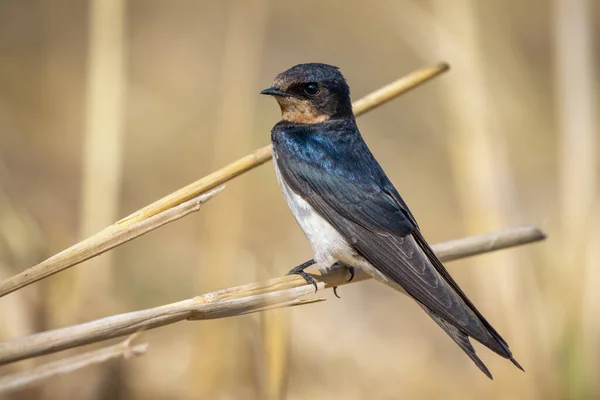 Image Barn Swallow Bird Hirundo Rustica Natural Background Bird Animal — Stock Photo, Image