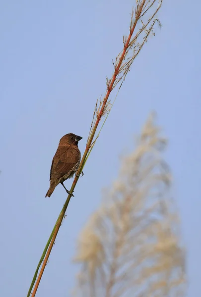 Εικόνα Του Ricebird Σκαρφαλωμένο Ένα Πράσινο Φύλλο Πουλί Ζώα — Φωτογραφία Αρχείου