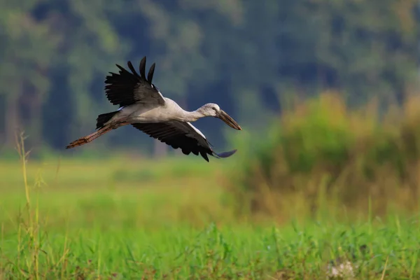 Imagen Una Cigüeña Asiática Anastomus Oscitans Volando Sobre Fondo Natural — Foto de Stock