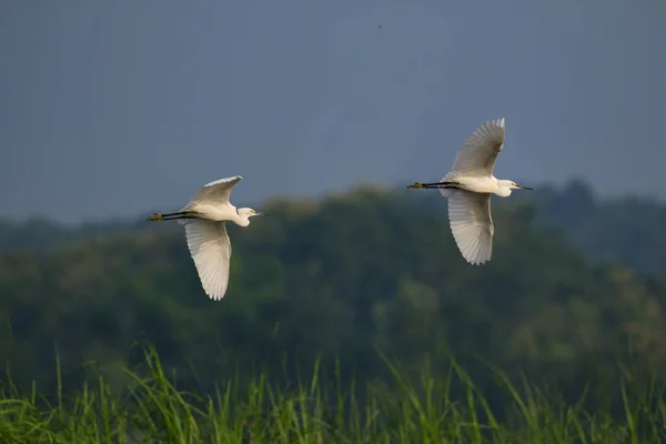 Imagem Garça Gado Oriental Bubulcus Coromandus Voando Sobre Fundo Natural — Fotografia de Stock