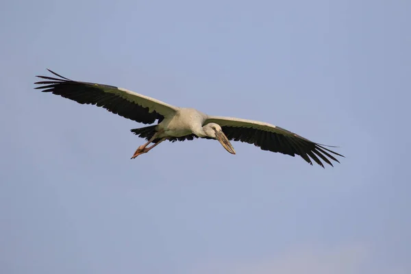 Bild Eines Asiatischen Schnabelstorchs Anastomus Oscitans Der Himmel Fliegt Vogel — Stockfoto