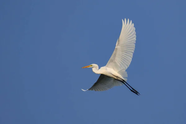 Immagine Airone Bianco Che Vola Nel Cielo Animale Uccello Bianco — Foto Stock