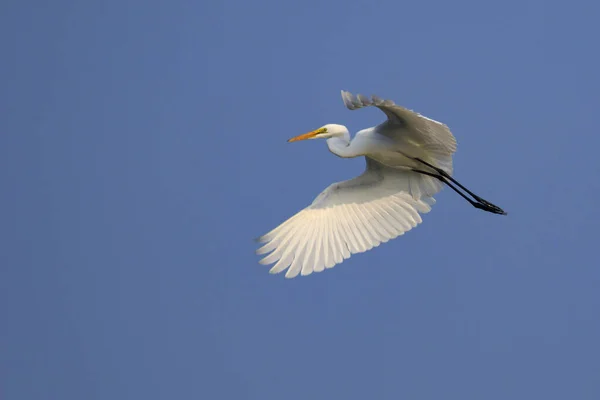 Gökyüzünde Uçan Beyaz Balıkçıl Resmi Hayvan Herif Beyaz Kuş — Stok fotoğraf