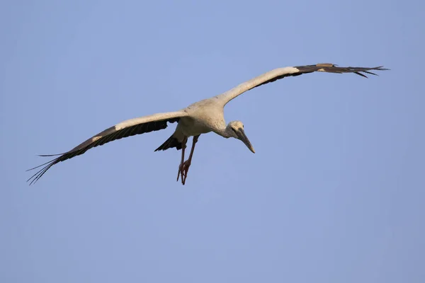 Imagen Una Cigüeña Asiática Anastomus Oscitans Volando Cielo Pájaro Animales — Foto de Stock