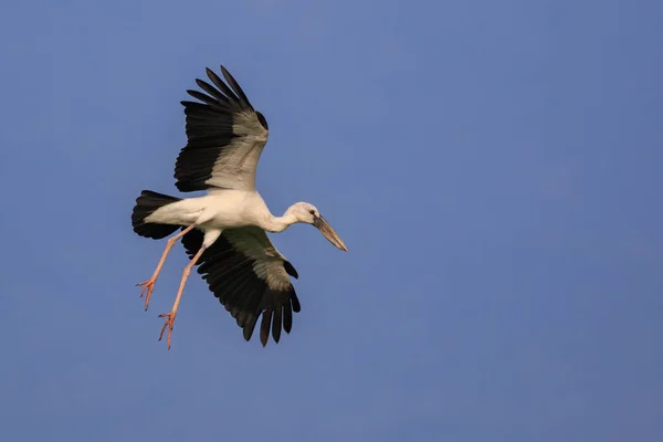 Зображення Азіатського Відкриваючого Лелека Anastomus Oscitans Літає Небі Птахи Дикі — стокове фото
